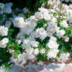 Rosier couvre-sol 'Diamant' - Un tapis de fleurs sans effort