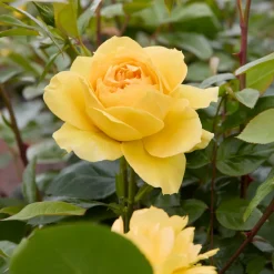 Rosier des îles Bahama ® Intercomham - Un soleil jaune au jardin