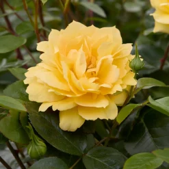 Rosier des îles Bahama ® Intercomham - Un soleil jaune au jardin