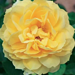 Rosier des îles Bahama ® Intercomham - Un soleil jaune au jardin