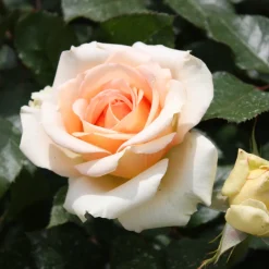 Rosier des îles Tahiti - Des roses XXL tout l'été