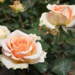 Rosier des îles Tahiti - Des roses XXL tout l'été