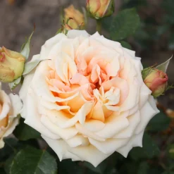 Rosier des îles Tahiti - Des roses XXL tout l'été