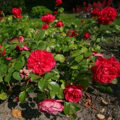 Rosier floribunda Red Leonardo da Vinci ® Meiangele - Des roses tout l'été