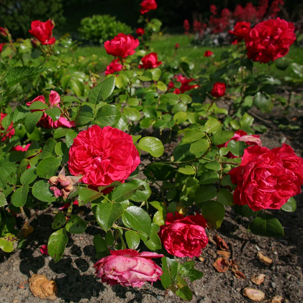 Rosier floribunda Red Leonardo da Vinci ® Meiangele - Des roses tout l'été