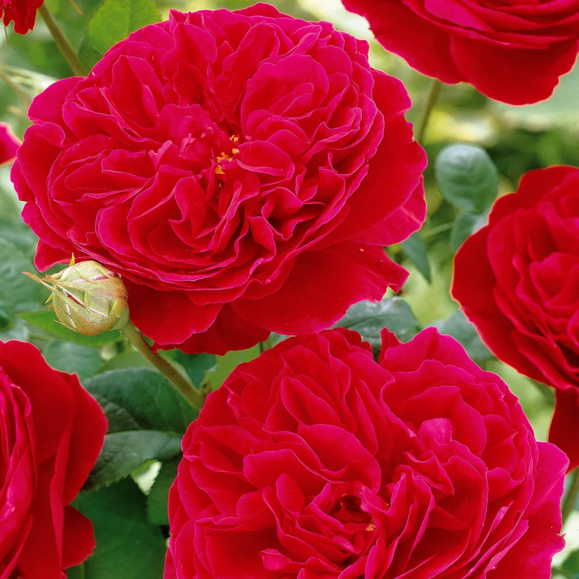 Rosier floribunda Red Leonardo da Vinci ® Meiangele - Des roses tout l'été