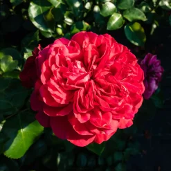 Rosier floribunda Red Leonardo da Vinci ® Meiangele - Des roses tout l'été