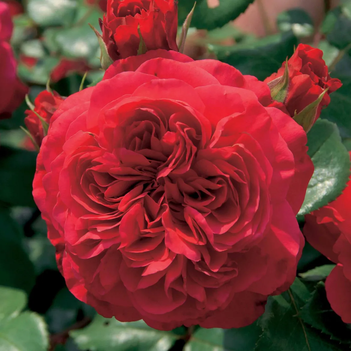 Rosier floribunda Red Leonardo da Vinci ® Meiangele - Des roses tout l'été