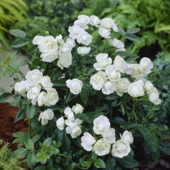 Rosier Fête des Mères blanc - Des bouquets blancs tout l'été