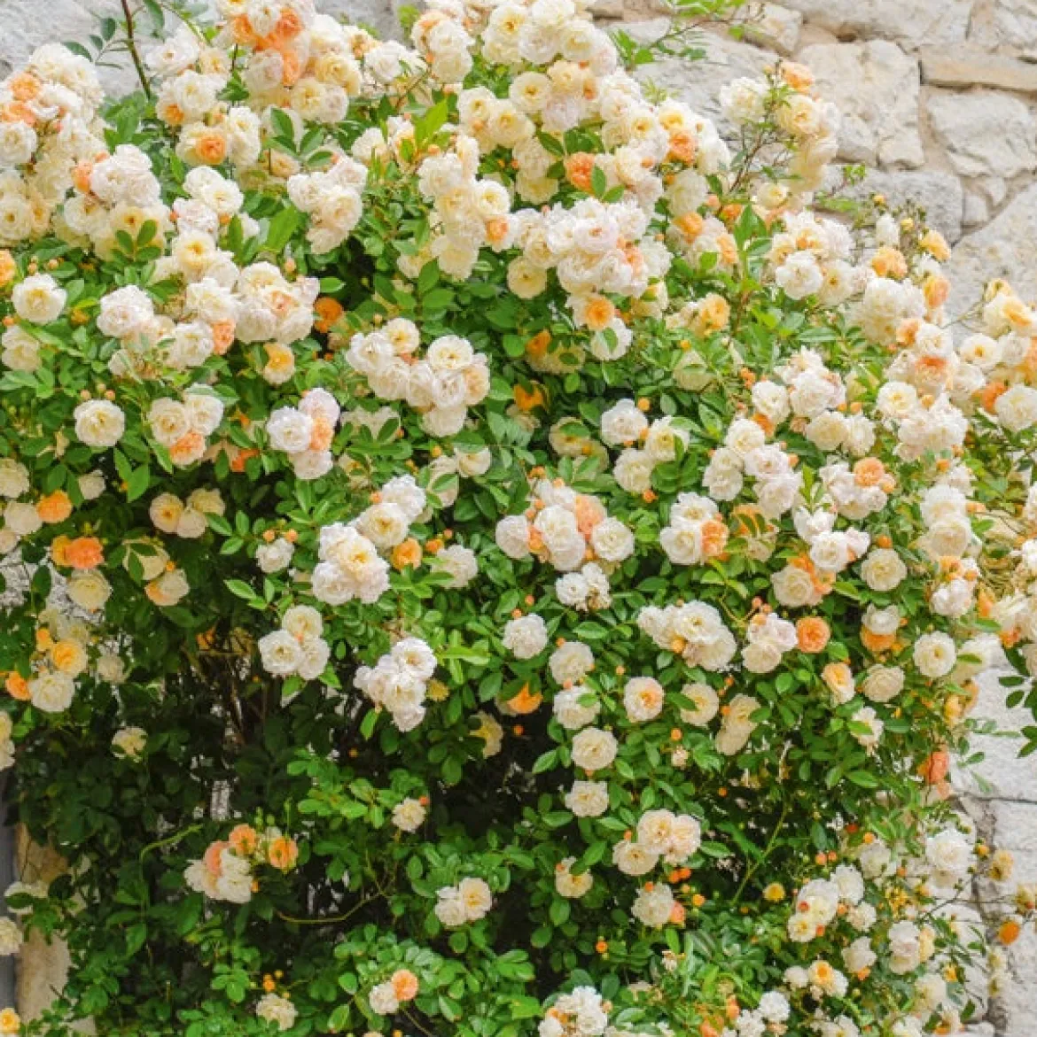 Rosier Ghislaine de Féligonde - Une cascade de fleurs parfumées