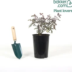 Rosier Glauca - Le rosier qui plaît sans effort