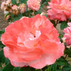 Rosier à grandes fleurs 'Augusta Louise' - Des roses saumon XXL