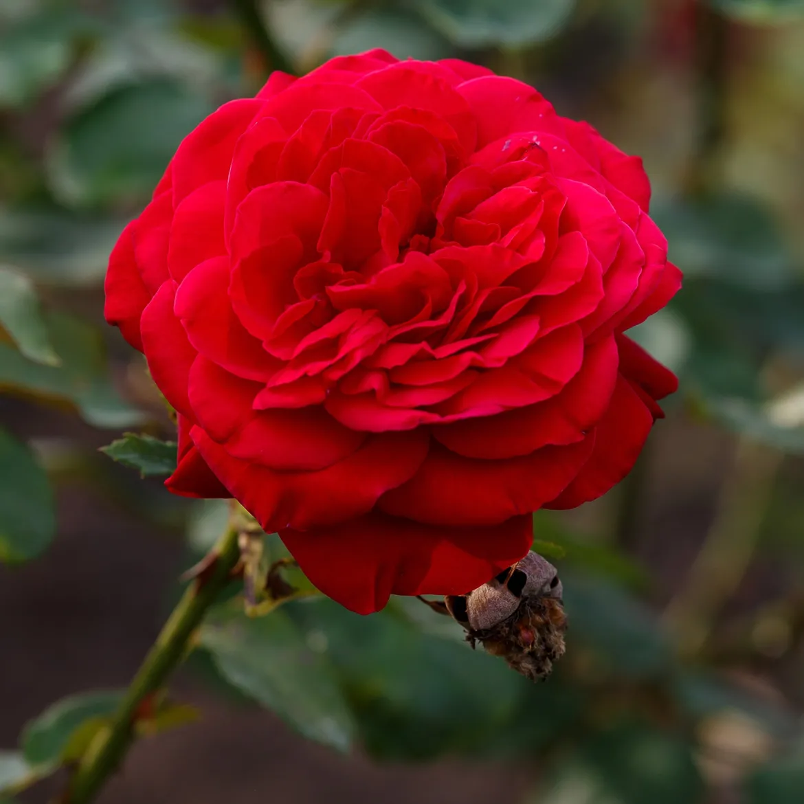 Rosier à grandes fleurs 'Dame de Coeur' - Roses rouges tout l'été