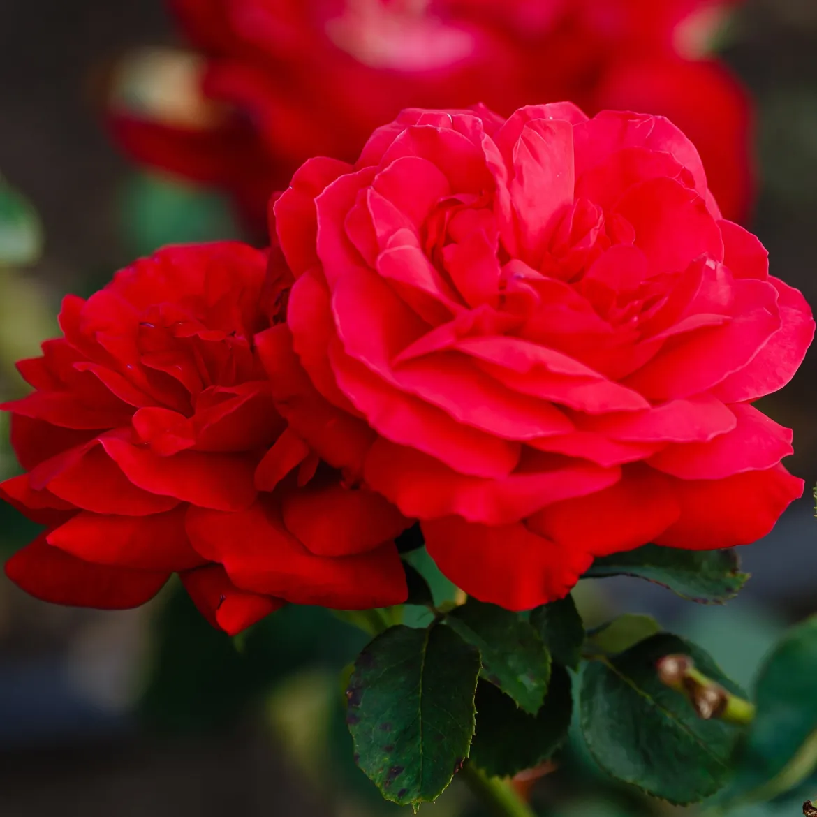 Rosier à grandes fleurs 'Dame de Coeur' - Roses rouges tout l'été
