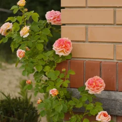 Rosier grimpant Alchymiste - Un mur de roses dorées