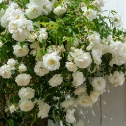 Rosier grimpant blanc - Un mur de fleurs blanches