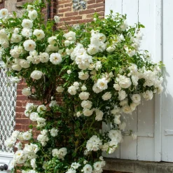Rosier grimpant blanc - Un mur de fleurs blanches