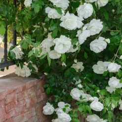 Rosier grimpant blanc - Un mur de fleurs blanches