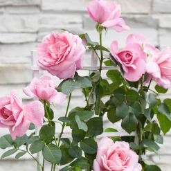 Rosier grimpant 'Crazy in Love' rose - Un mur de roses parfumées