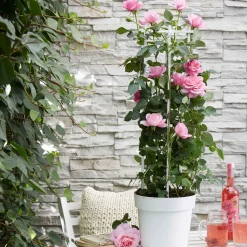 Rosier grimpant 'Crazy in Love' rose - Un mur de roses parfumées