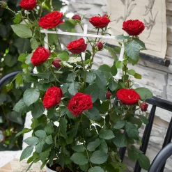 Rosier grimpant 'Crazy in Love' rouge - Un mur de roses rouges