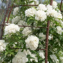 Rosier grimpant de Banks Alba Plena - Une cascade de fleurs blanches