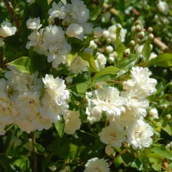 Rosier grimpant de Banks Alba Plena - Une cascade de fleurs blanches
