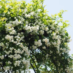 Rosier grimpant de Banks Alba Plena - Une cascade de fleurs blanches