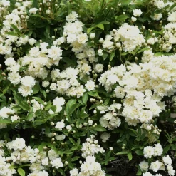 Rosier grimpant de Banks Alba Plena - Une cascade de fleurs blanches