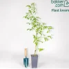 Rosier grimpant de Banks rose - Un mur fleuri sans épines