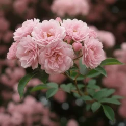Rosier grimpant de Banks rose - Un mur fleuri sans épines