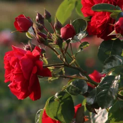 Rosier grimpant Florentina ® - Un mur de roses rouges