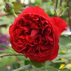 Rosier grimpant Florentina ® - Un mur de roses rouges