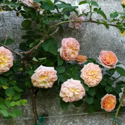 Rosier grimpant Gloire de Dijon - Un mur de roses parfumées