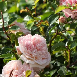 Rosier grimpant Gloire de Dijon - Un mur de roses parfumées