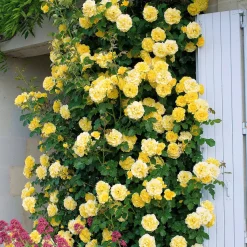 Rosier grimpant Golden Gate ® Korgolgat - Façade jaune et parfumée