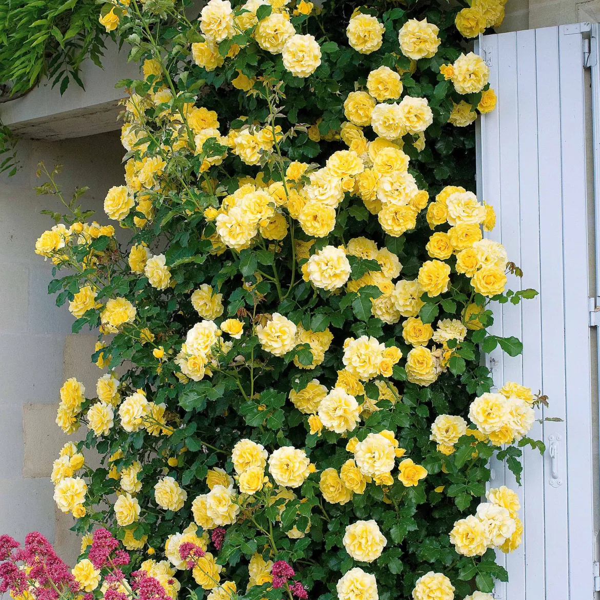 Rosier grimpant Golden Gate ® Korgolgat - Façade jaune et parfumée