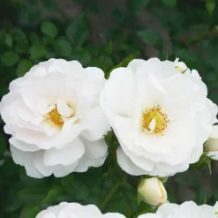 Rosier grimpant Hella - Un mur de roses blanches