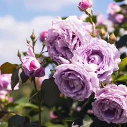 Rosier grimpant Indigoletta - Un mur violet en un été