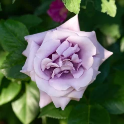 Rosier grimpant Indigoletta - Un mur violet en un été