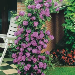 Rosier grimpant Indigoletta - Un mur violet en un été