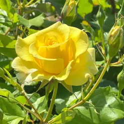 Rosier grimpant jaune - Un mur de fleurs jaunes