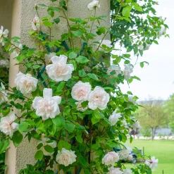 Rosier grimpant Mme Alfred Carrière - Un mur fleuri tout l'été