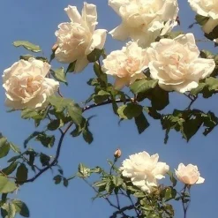 Rosier grimpant Mme Alfred Carrière - Un mur fleuri tout l'été