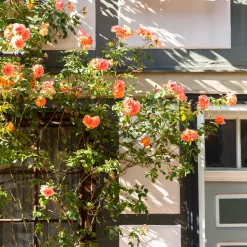 Rosier grimpant Métanoïa - Un mur d'orange en un été
