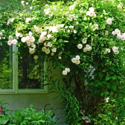 Rosier grimpant 'New Dawn' - Un mur fleuri sans effort