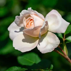 Rosier grimpant 'New Dawn' - Un mur fleuri sans effort