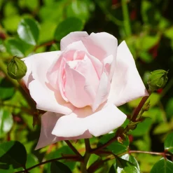 Rosier grimpant 'New Dawn' - Un mur fleuri sans effort