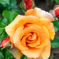 Rosier grimpant orange - Un mur de fleurs orange