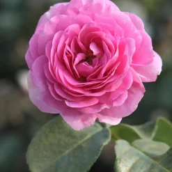 Rosier grimpant 'Ozeana' - Un mur de roses parfumées